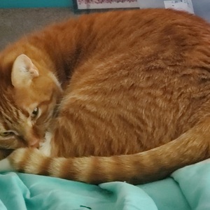 Fundraising Page: Kenneth Trimmer